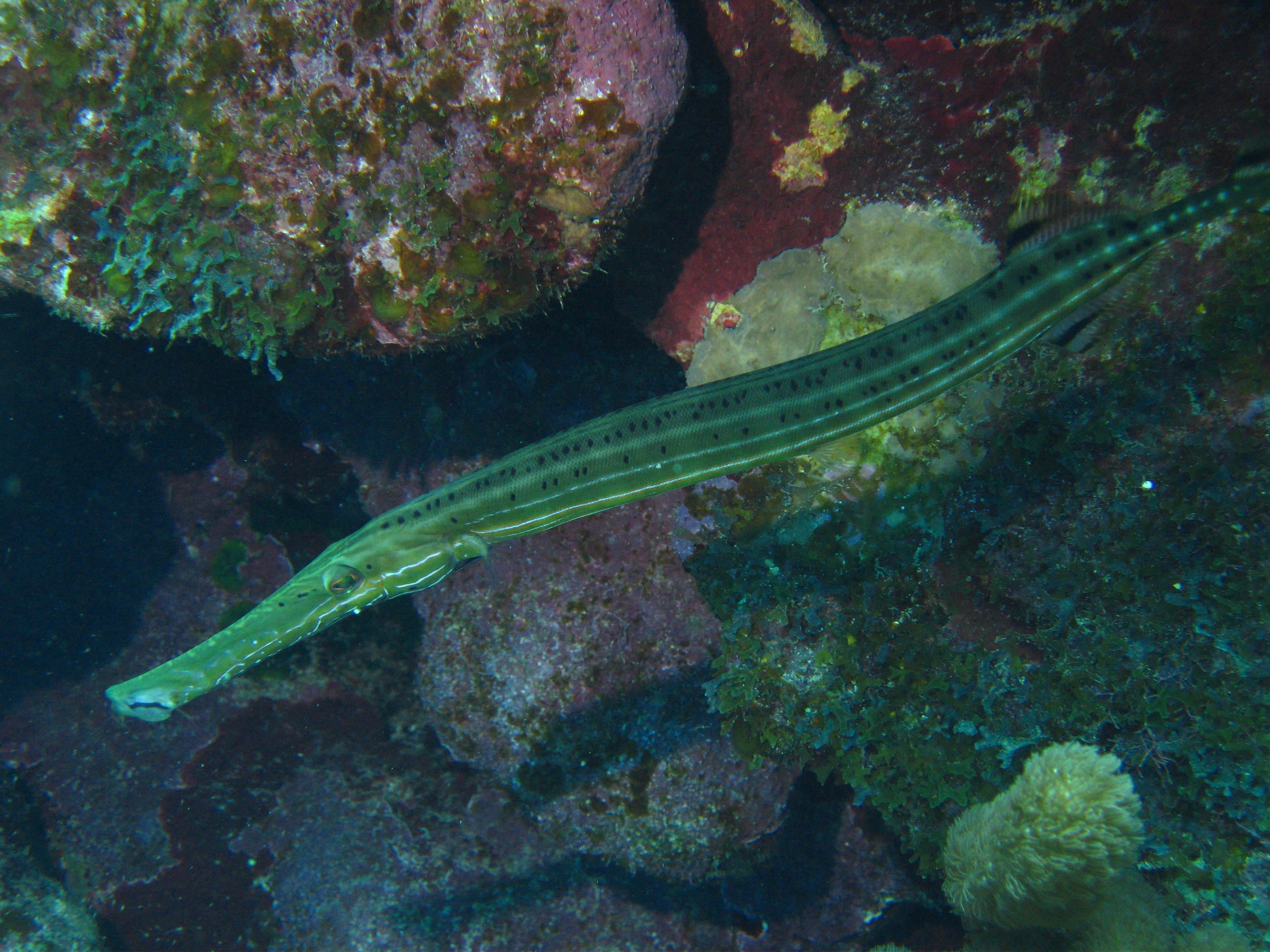 The Barrier Reef in Roatan Honduras