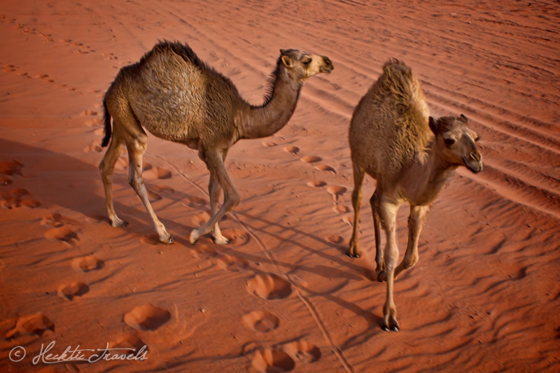 Baby camels, Wadi Rum, Jordan