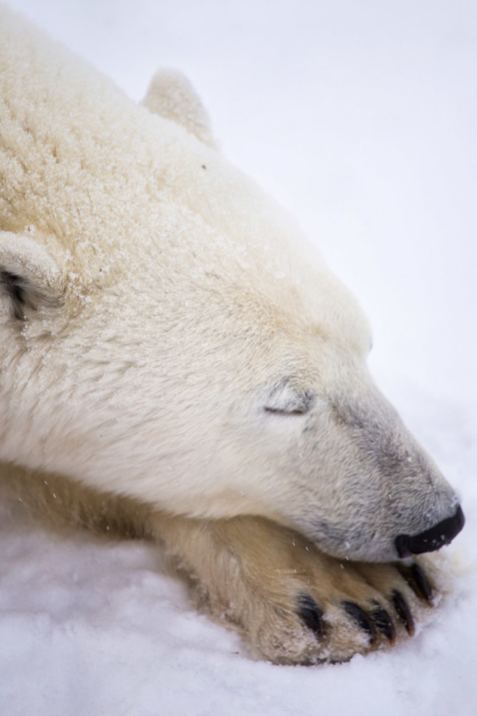 So Darling, So Deadly: Seeing the Churchill Polar Bears - Hecktic Travels