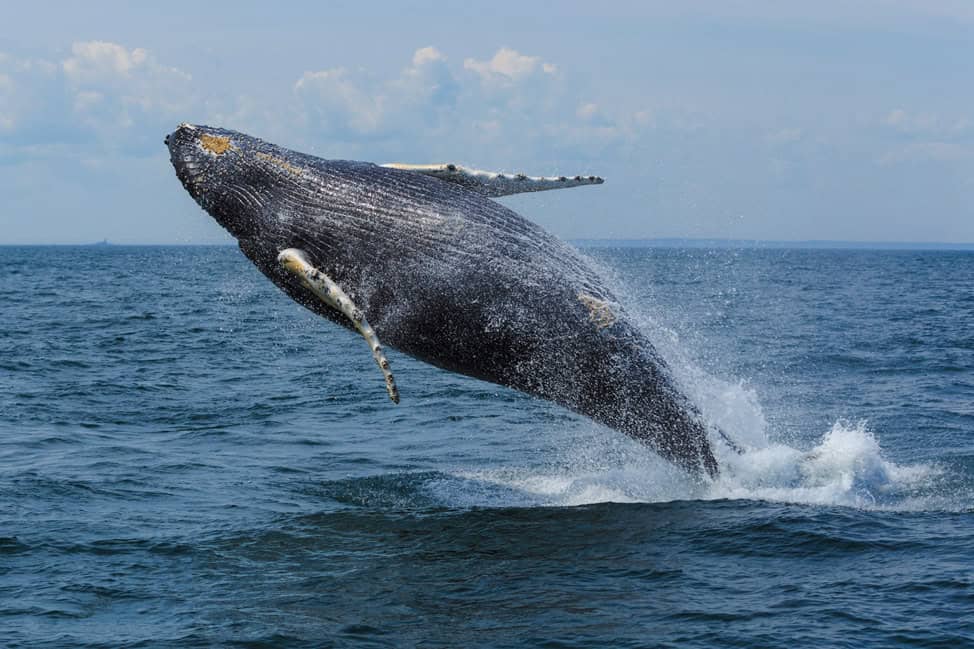 Grand Manan Whale Watching