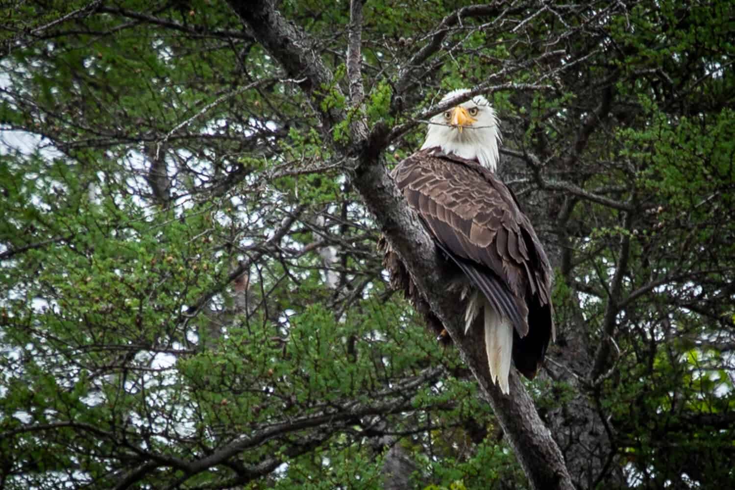 An eagle watches us