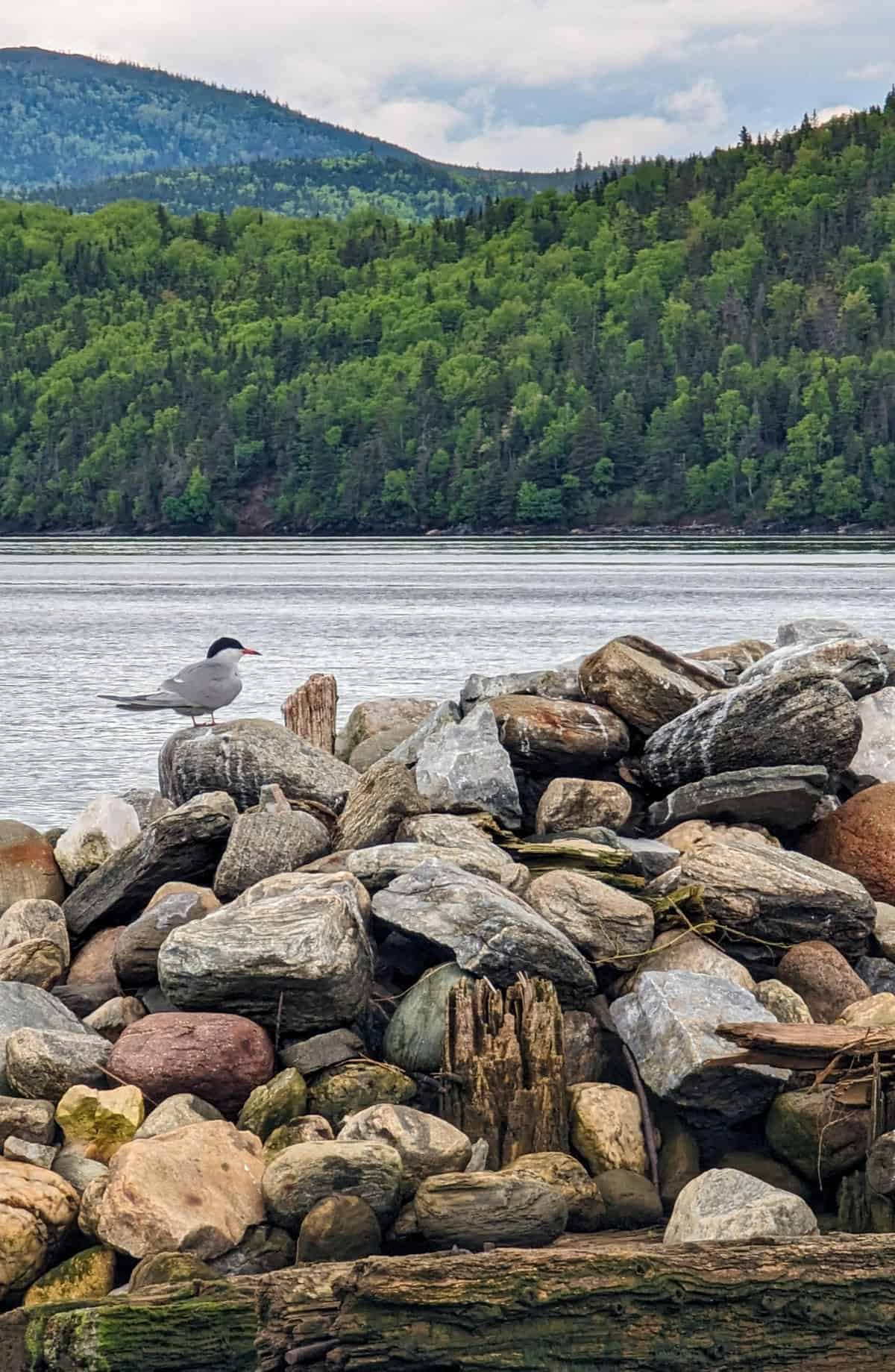 Arctic Terns come to the Humber River in the Bay of Islands.