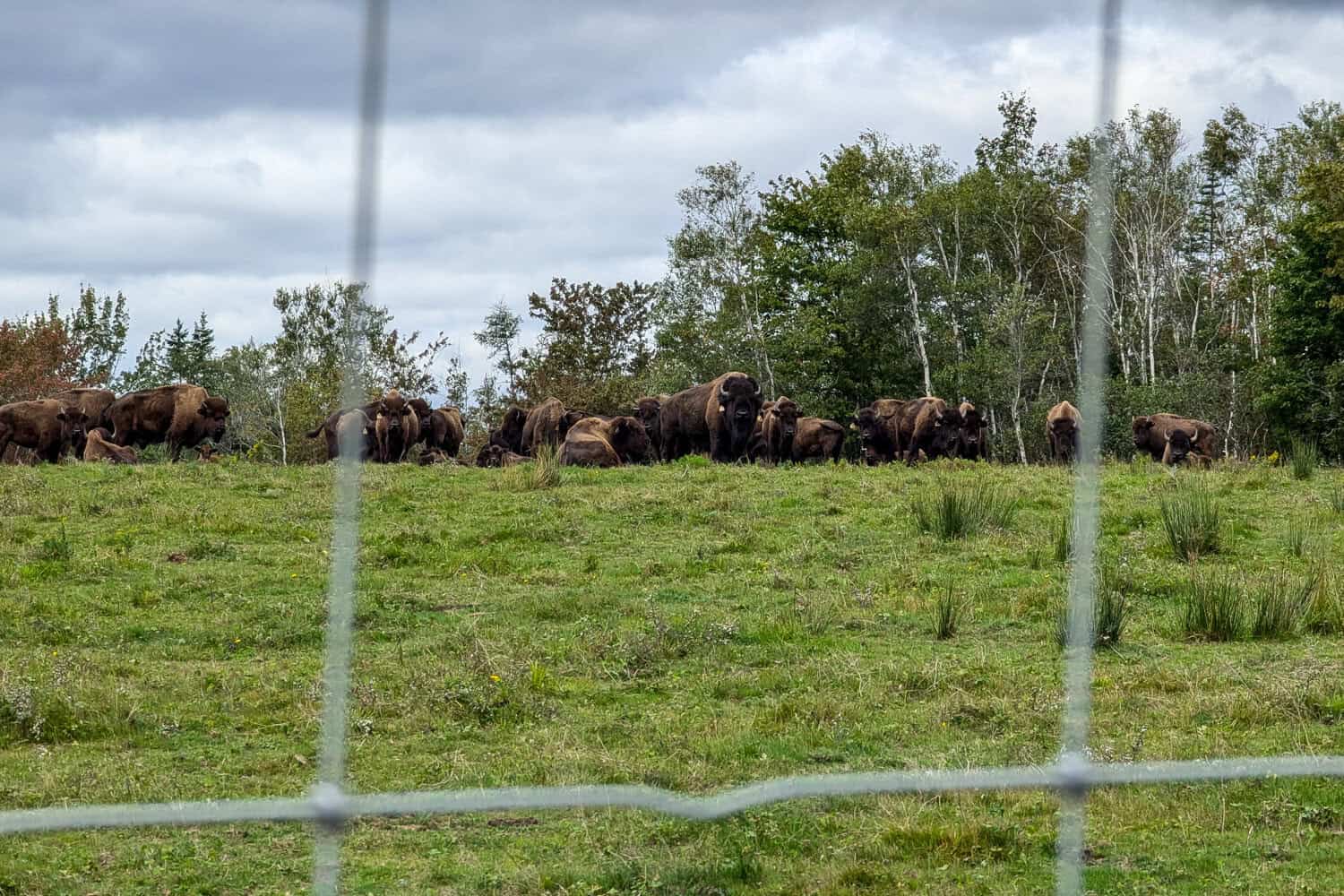 Bison and Fence