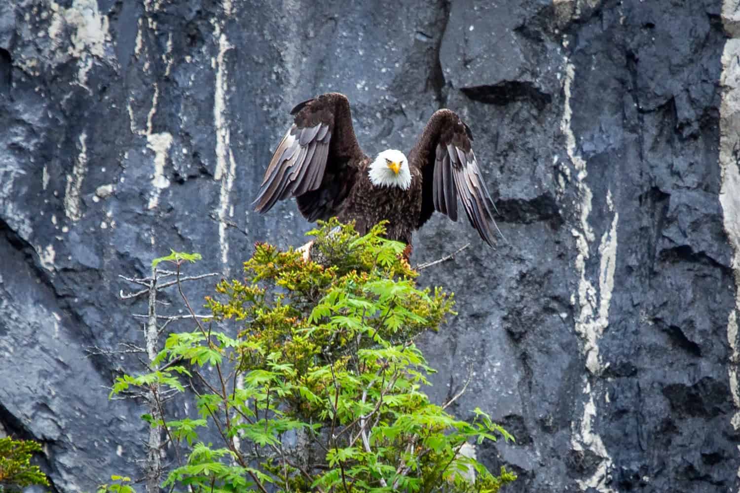 Eagle waiting for fish