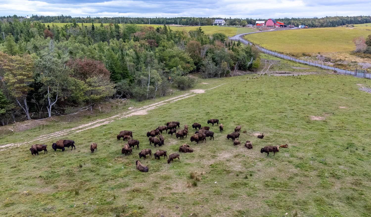 Lindsay Lake Farms Aerial shot of the bison