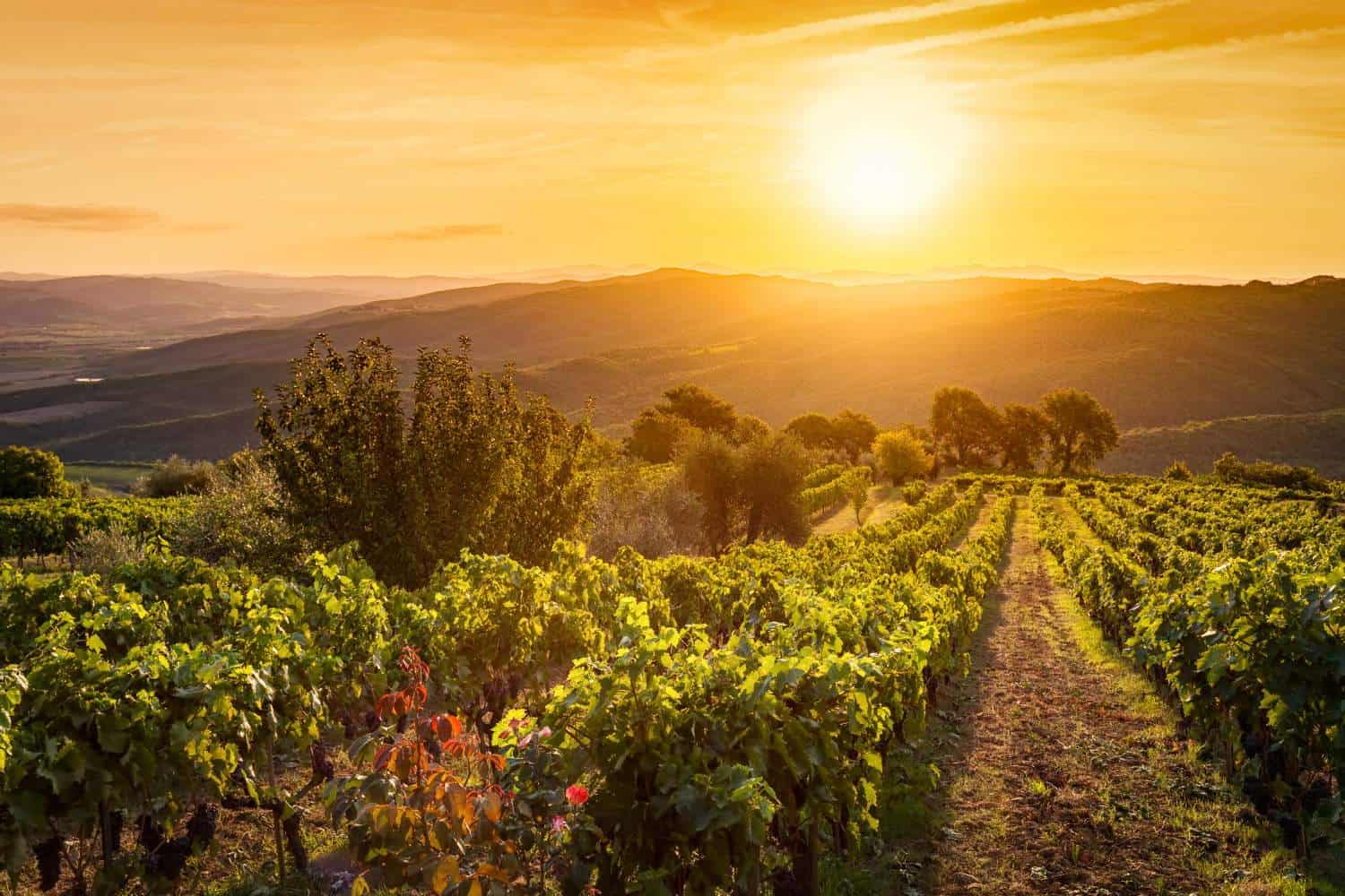 Tuscany Countryside