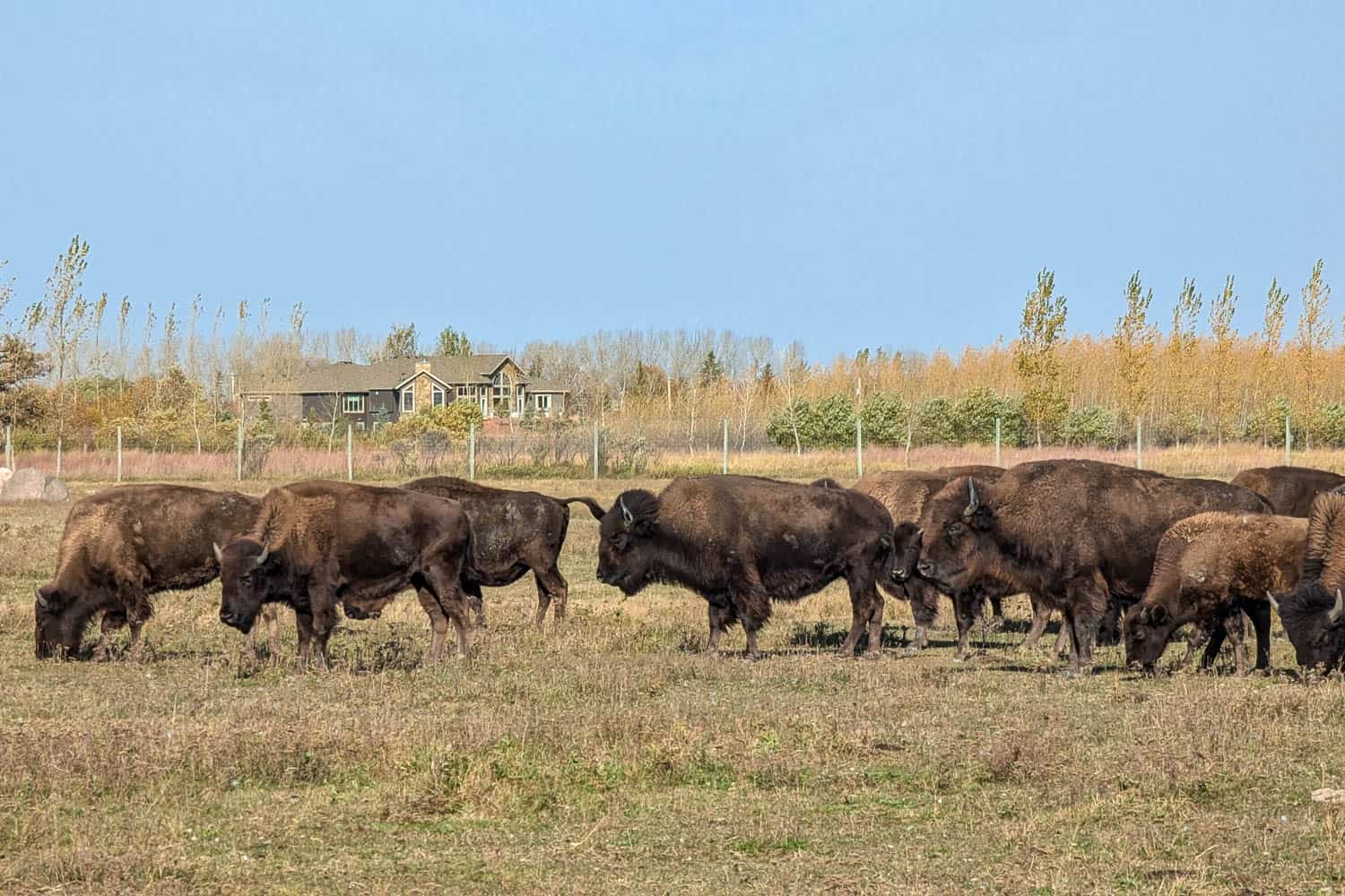 Bison paddock at FortWhyte Alive in Winnipeg