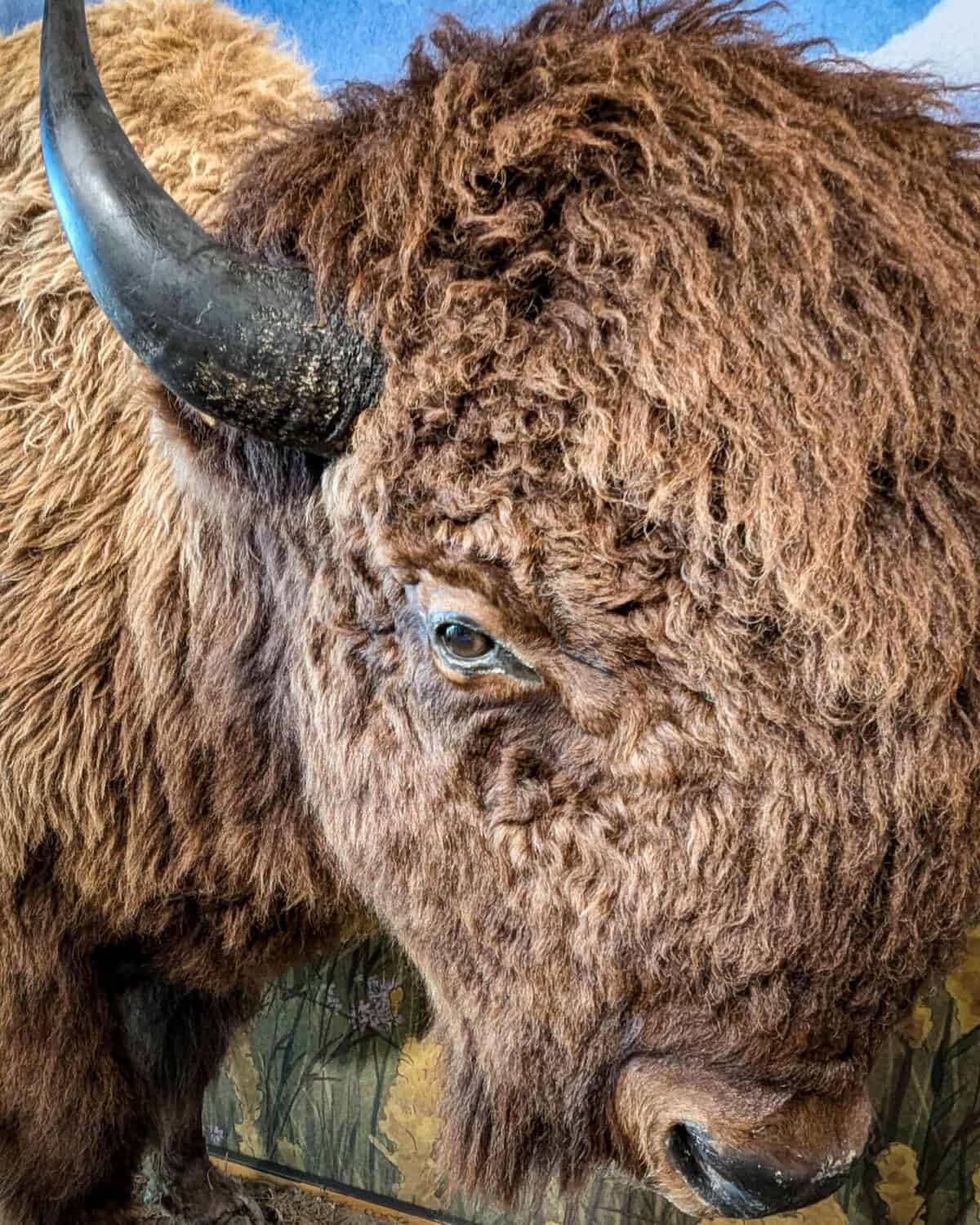 A bison on display at the FortWhyte Alive Interpretive Centre