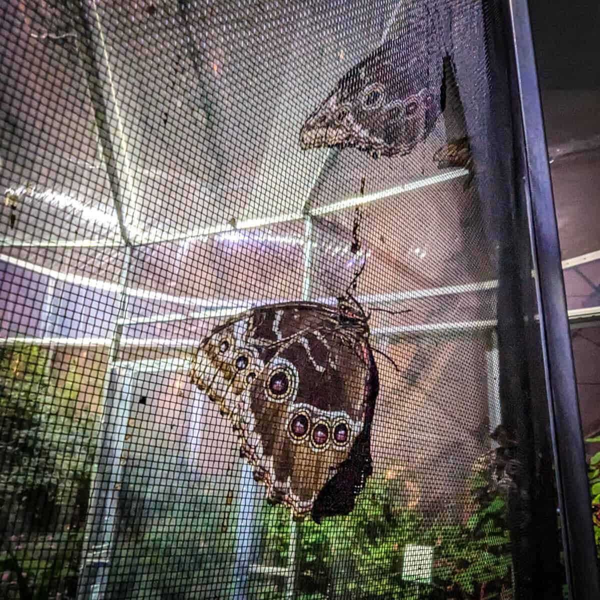 The Leaf - Butterfly Garden