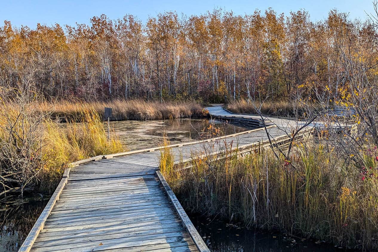 Wetland Boardwalk Trail that winds through FortWhyte Alive in Winnipeg