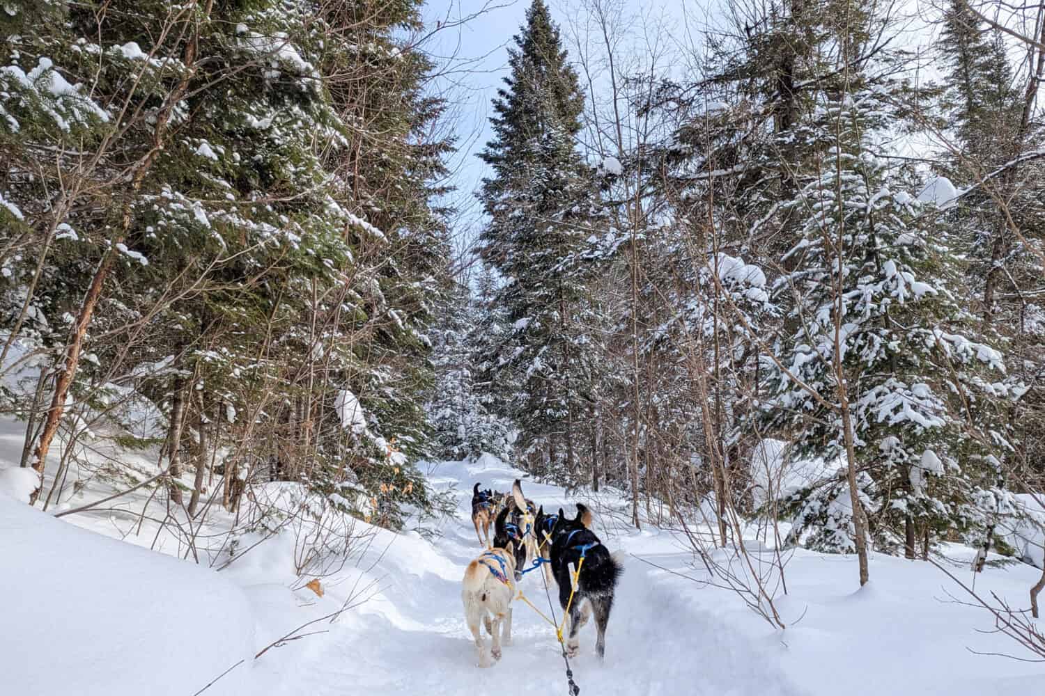 Dog Sledding Kanatha-Aki