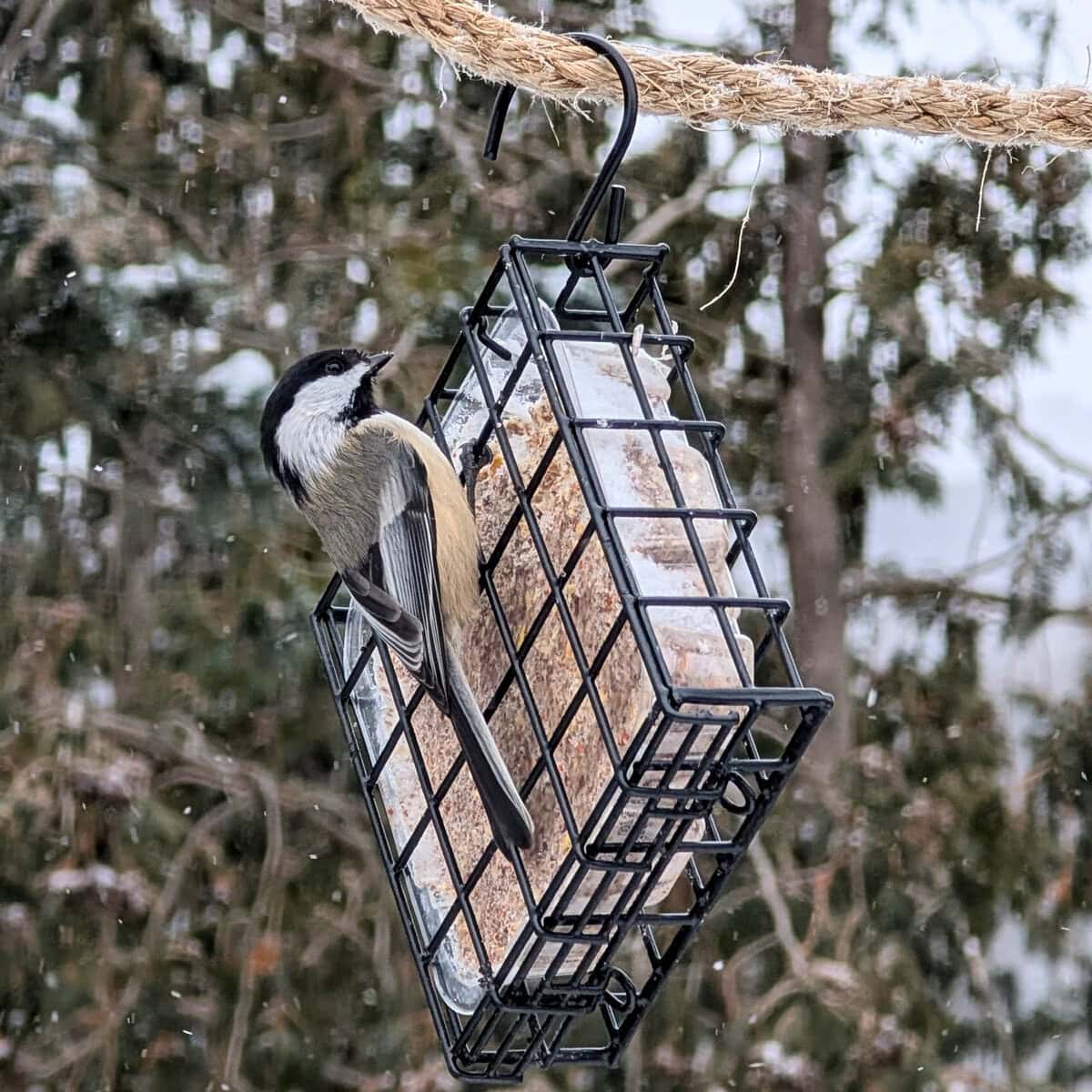 Chickadee Sentier des Cimes