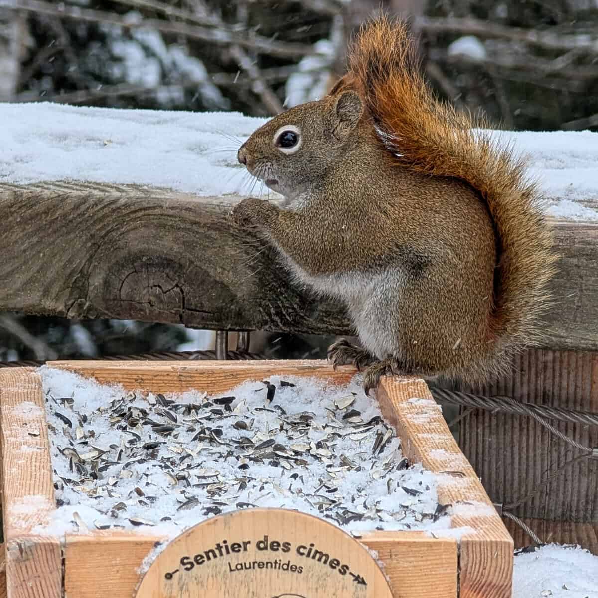 Squirrel Sentier des Cimes